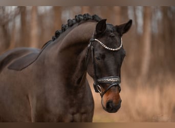 Hannoveriano, Caballo castrado, 4 años, 165 cm, Morcillo