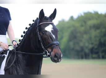Hannoveriano, Caballo castrado, 4 años, 165 cm, Morcillo