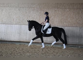 Hannoveriano, Caballo castrado, 4 años, 165 cm, Morcillo