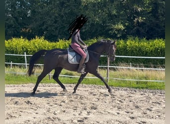 Hannoveriano, Caballo castrado, 4 años, 165 cm, Negro