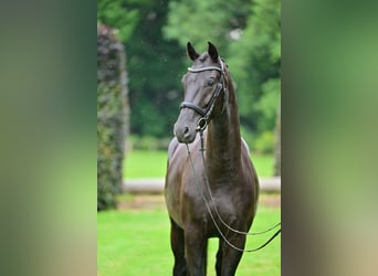 Hannoveriano, Caballo castrado, 4 años, 165 cm, Negro