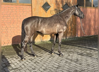 Hannoveriano, Caballo castrado, 4 años, 165 cm, Negro