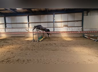 Hannoveriano, Caballo castrado, 4 años, 165 cm, Tordo rodado