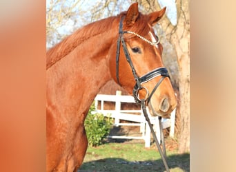 Hannoveriano, Caballo castrado, 4 años, 166 cm, Alazán