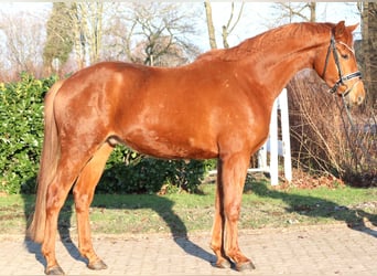 Hannoveriano, Caballo castrado, 4 años, 166 cm, Alazán