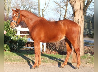 Hannoveriano, Caballo castrado, 4 años, 166 cm, Alazán