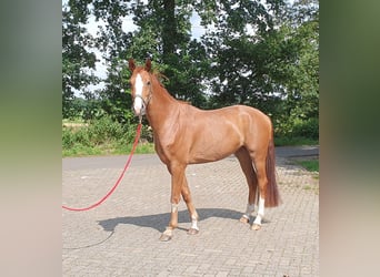 Hannoveriano, Caballo castrado, 4 años, 166 cm, Alazán