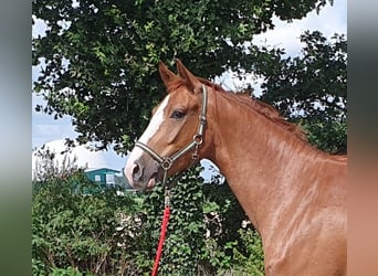 Hannoveriano, Caballo castrado, 4 años, 166 cm, Alazán