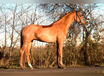 Hannoveriano, Caballo castrado, 4 años, 166 cm, Alazán