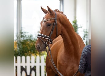 Hannoveriano, Caballo castrado, 4 años, 166 cm, Alazán