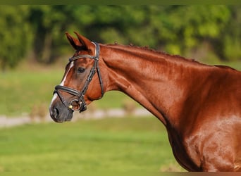 Hannoveriano, Caballo castrado, 4 años, 166 cm, Alazán