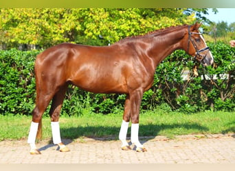 Hannoveriano, Caballo castrado, 4 años, 166 cm, Alazán-tostado