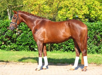 Hannoveriano, Caballo castrado, 4 años, 166 cm, Alazán-tostado