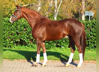 Hannoveriano, Caballo castrado, 4 años, 166 cm, Alazán-tostado