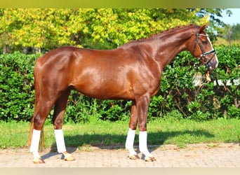 Hannoveriano, Caballo castrado, 4 años, 166 cm, Alazán-tostado