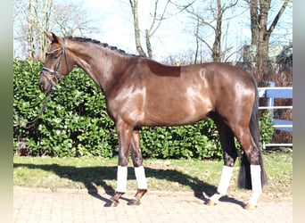 Hannoveriano, Caballo castrado, 4 años, 166 cm, Alazán-tostado