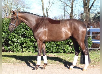 Hannoveriano, Caballo castrado, 4 años, 166 cm, Alazán-tostado