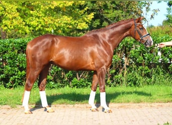 Hannoveriano, Caballo castrado, 4 años, 166 cm, Alazán-tostado