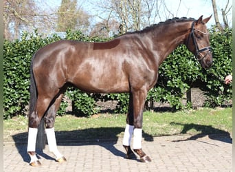 Hannoveriano, Caballo castrado, 4 años, 166 cm, Alazán-tostado