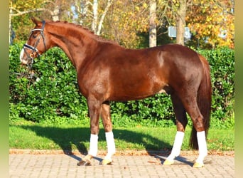 Hannoveriano, Caballo castrado, 4 años, 166 cm, Alazán-tostado