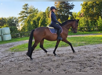 Hannoveriano, Caballo castrado, 4 años, 166 cm, Castaño