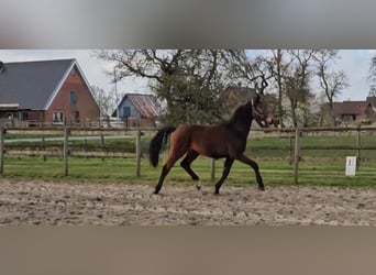 Hannoveriano, Caballo castrado, 4 años, 166 cm, Castaño