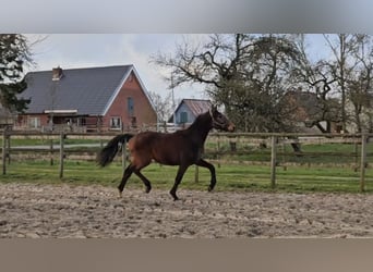 Hannoveriano, Caballo castrado, 4 años, 166 cm, Castaño