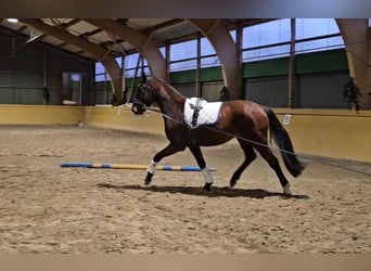 Hannoveriano, Caballo castrado, 4 años, 166 cm, Castaño