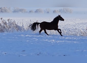 Hannoveriano, Caballo castrado, 4 años, 166 cm, Castaño