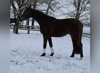 Hannoveriano, Caballo castrado, 4 años, 166 cm, Castaño
