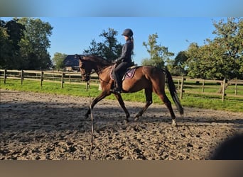 Hannoveriano, Caballo castrado, 4 años, 166 cm, Castaño