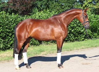 Hannoveriano, Caballo castrado, 4 años, 166 cm, Castaño