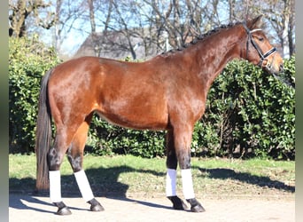 Hannoveriano, Caballo castrado, 4 años, 166 cm, Castaño