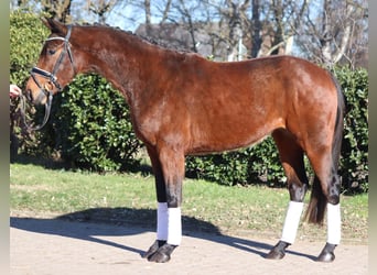 Hannoveriano, Caballo castrado, 4 años, 166 cm, Castaño