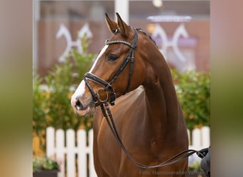 Hannoveriano, Caballo castrado, 4 años, 166 cm, Castaño