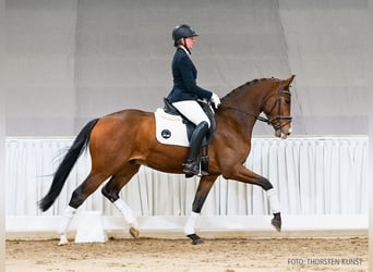 Hannoveriano, Caballo castrado, 4 años, 166 cm, Castaño