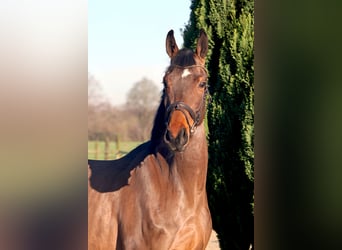 Hannoveriano, Caballo castrado, 4 años, 166 cm, Castaño