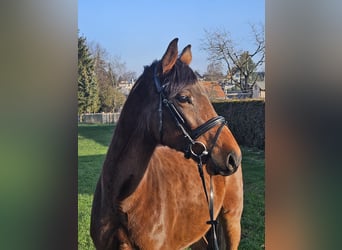 Hannoveriano, Caballo castrado, 4 años, 166 cm, Castaño