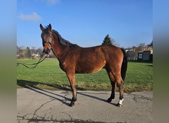 Hannoveriano, Caballo castrado, 4 años, 166 cm, Castaño