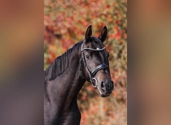Hannoveriano, Caballo castrado, 4 años, 166 cm, Castaño oscuro