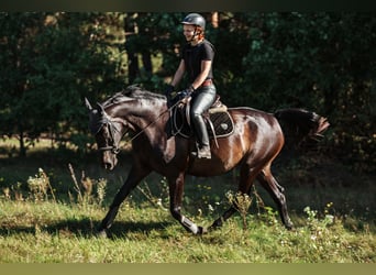 Hannoveriano, Caballo castrado, 4 años, 166 cm, Castaño oscuro