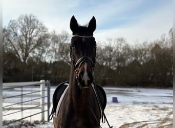 Hannoveriano, Caballo castrado, 4 años, 166 cm, Castaño oscuro