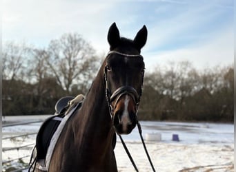Hannoveriano, Caballo castrado, 4 años, 166 cm, Castaño oscuro