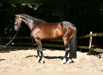 Hannoveriano, Caballo castrado, 4 años, 166 cm, Castaño oscuro