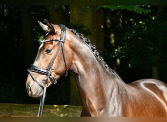 Hannoveriano, Caballo castrado, 4 años, 166 cm, Castaño oscuro