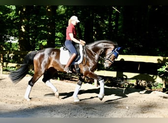 Hannoveriano, Caballo castrado, 4 años, 166 cm, Castaño oscuro