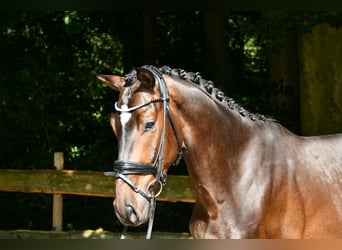 Hannoveriano, Caballo castrado, 4 años, 166 cm, Castaño oscuro