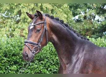 Hannoveriano, Caballo castrado, 4 años, 166 cm, Castaño oscuro