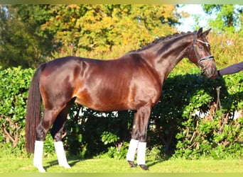 Hannoveriano, Caballo castrado, 4 años, 166 cm, Castaño oscuro