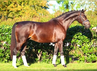 Hannoveriano, Caballo castrado, 4 años, 166 cm, Castaño oscuro